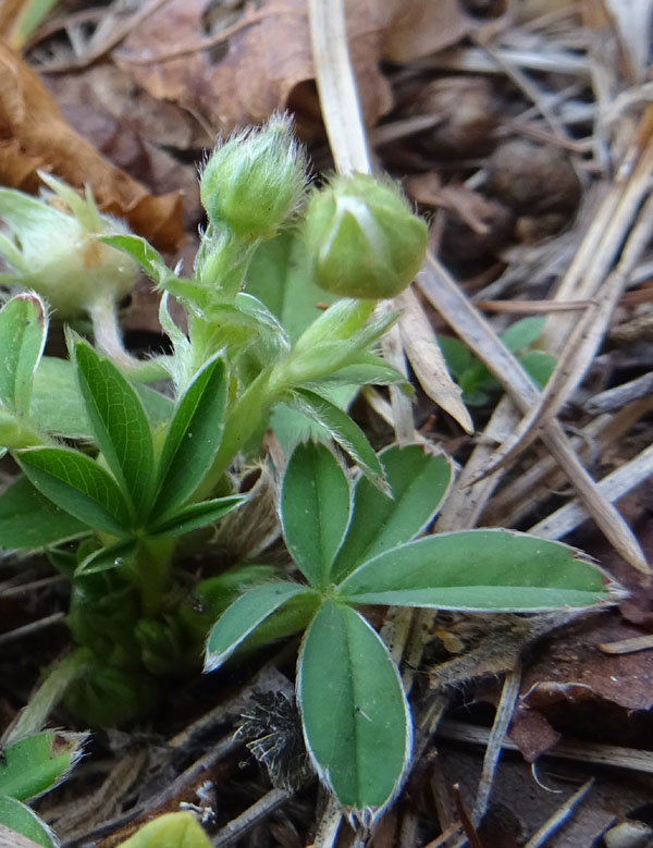 Potentilla alba / Cinquefoglia bianca